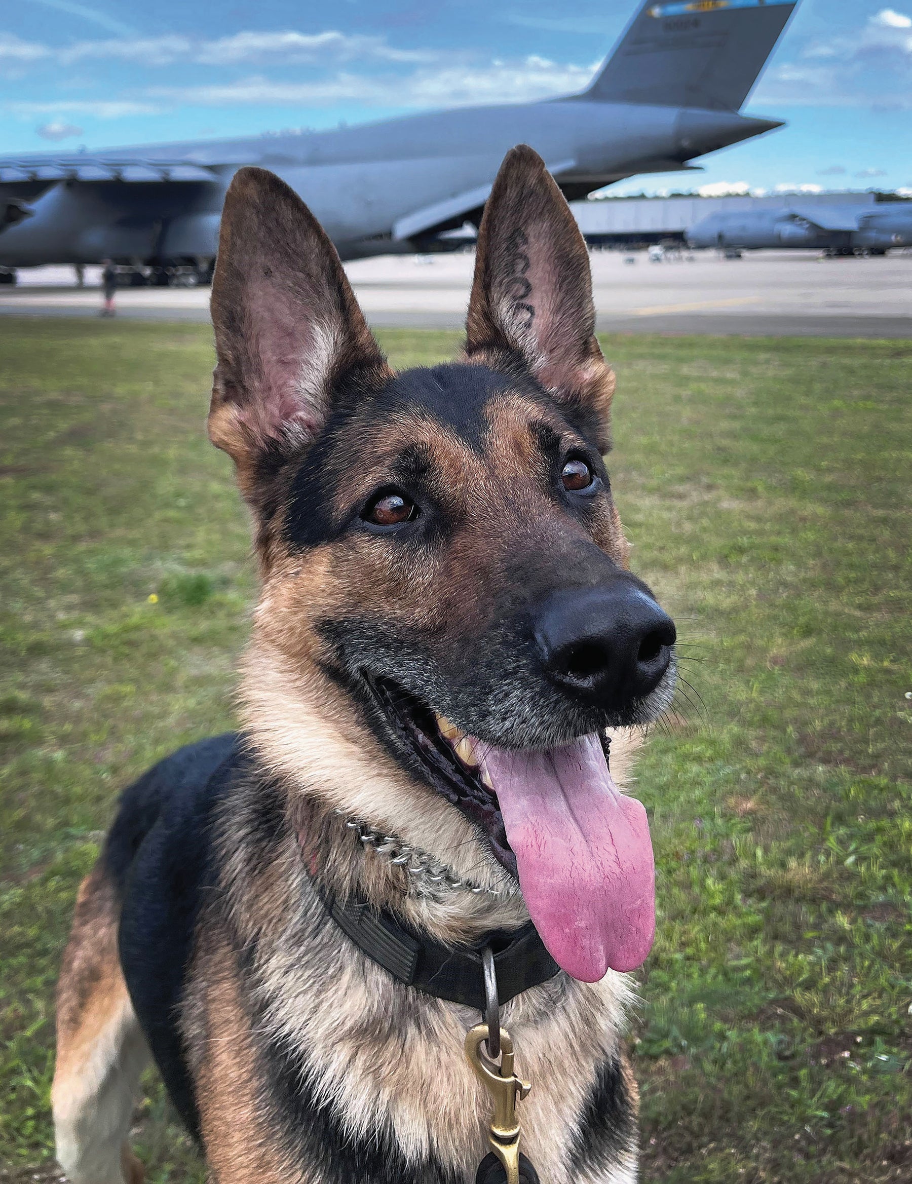 Military working dog Sali poses for a photo at Ramstein Air Base, Germany. (Credit: Courtesy Photo)