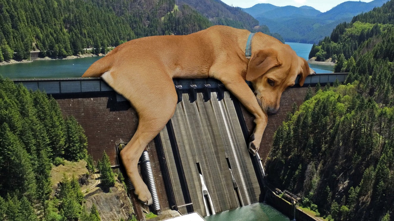 Dog laying on a dam