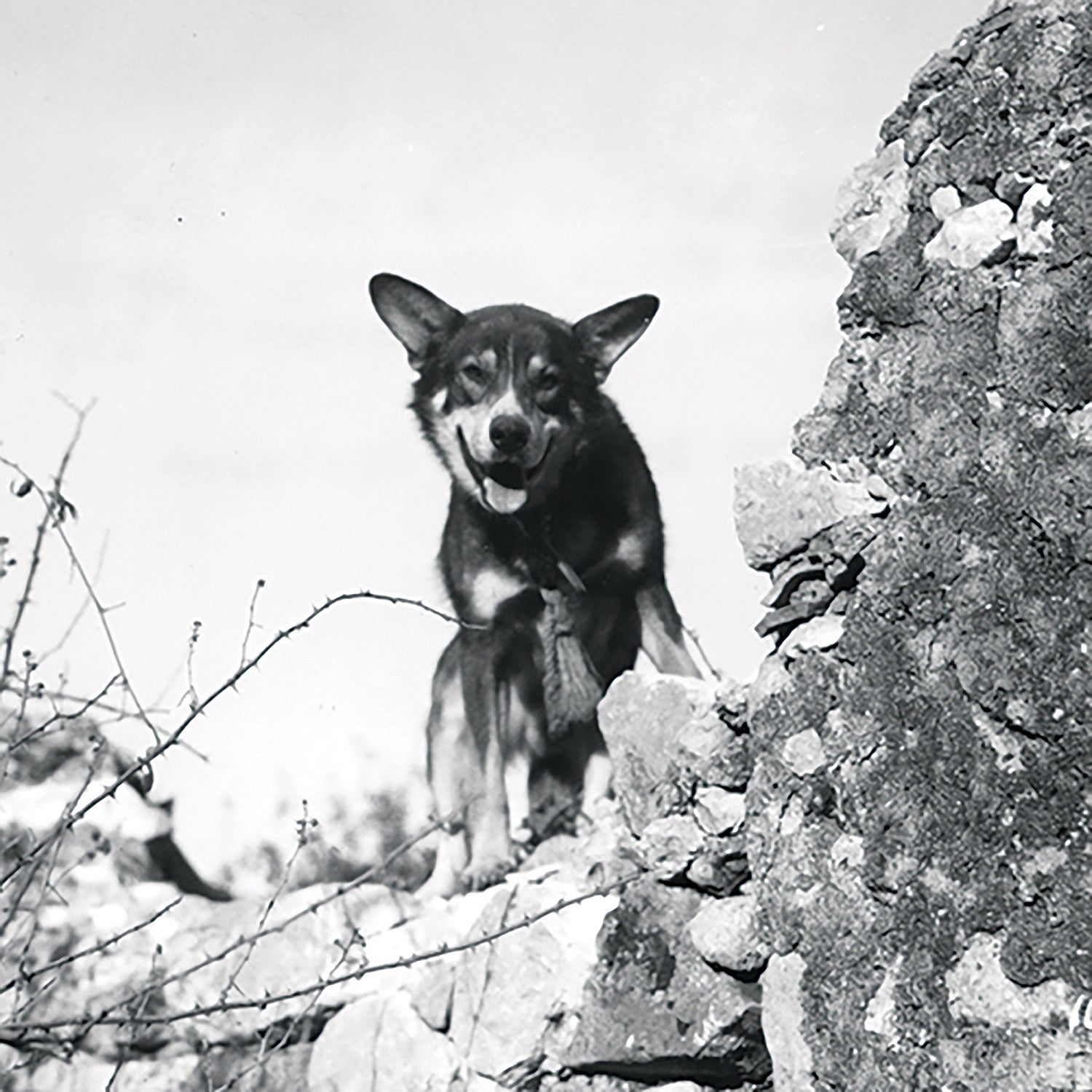 Chips, who served during World War II in the military’s newly formed K-9 Corps, is credited with taking out an enemy machine-gun nest during fighting in Sicily in 1943, saving the lives of U.S. soldiers. (Credit: DoD)
